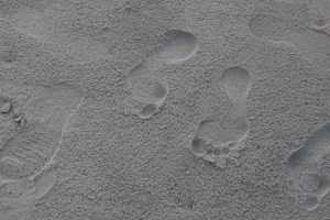 Photo (c) Steve Piscitelli