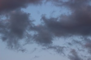 Photo (c) Steve Piscitelli